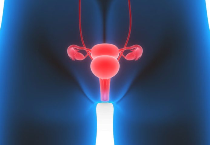 Vulva
